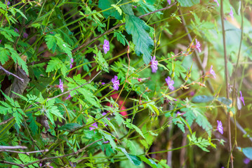Beautiful purple wild forest flower. Geranium robertianum, commonly known as herb-Robert.