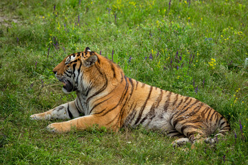Naklejka na ściany i meble Tiger on the grass