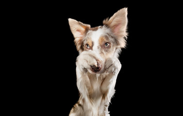 funny dog muzzles. funny border collie on a black background facial expressions.