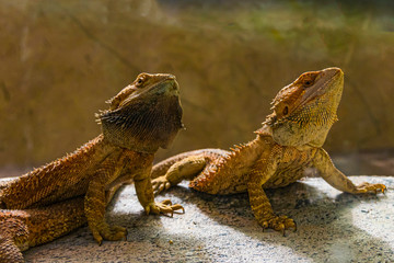 face of two bearded dragons.