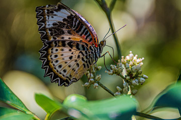 Multicolored butterfly posing on a flower.