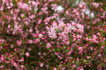 Obraz premium pink flowers in the garden