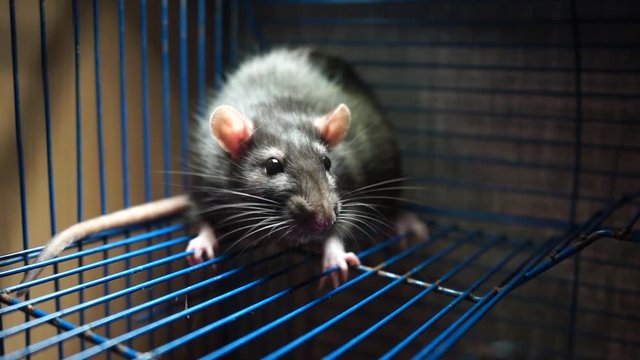 A beautiful gray rat sits in a blue cage. Symbol of the new year 2020. Symbol of astrological calendar rat. Fluffy and cute rat. Close-up of a rat. Animal 2020