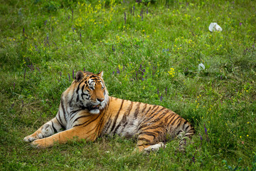 Tiger on the grass