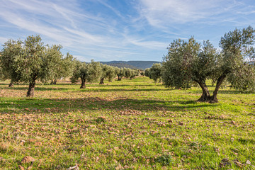 Green fields with olive plantations to the horizon. toledo spain - 303642453