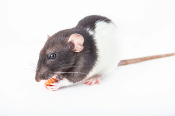 Cute domestic rat eats a piece of carrot isolated on white background