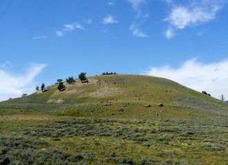 Medium close up of a gently sloping hill with a few small trees at Yellowstone National Park, Wyoming.