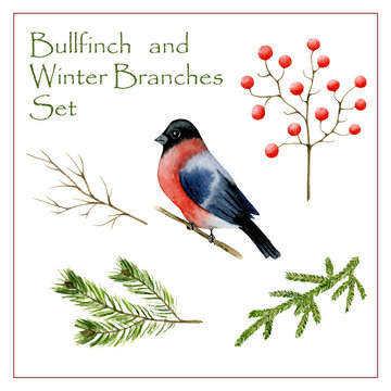 Winter bird bullfinch and twigs (viburnum, spruce, pine) on which she can sit in composition isolated on a white background