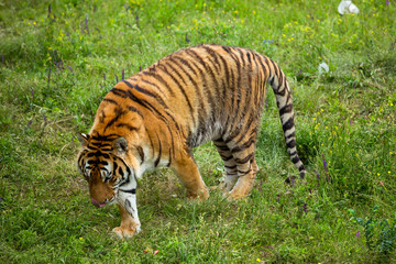Tiger on the grass