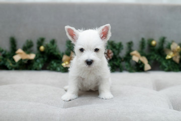Fototapeta na wymiar puppy west highland white terrier