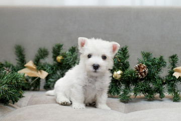 puppy west highland white terrier