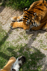 Tiger on the grass, close-up