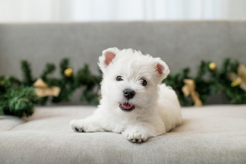 puppy west highland white terrier