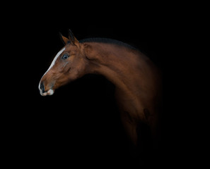 Fototapeta na wymiar Beautiful young horse portrait