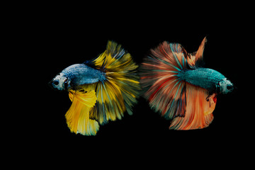 Multi color Siamese fighting fish.Multi color fighting fish isolated on background background.