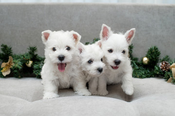 puppy west highland white terrier