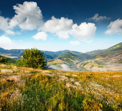 Splendid summer scene of mountain valley. Sunny view of Carpathian mountains. Foggy lanfscape of Borzhava ridge, Ukraine, Europe. Beauty of nature concept background..