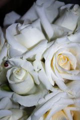 White rose