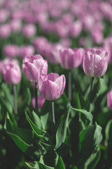 A carpet of pink and lilac tulips. Spring flowers