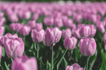 A carpet of pink and lilac tulips. Spring flowers