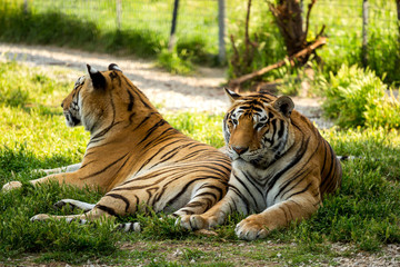 two tigers