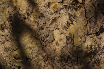 Wooden Bark Texture Background , close up, sycamore, Georgia
