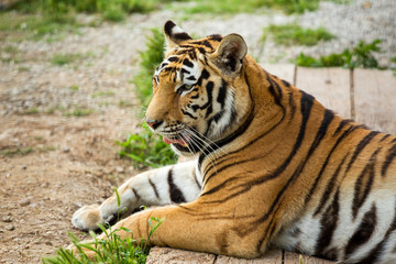 Naklejka na ściany i meble Tiger on the grass, close-up