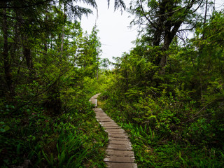 Fototapeta na wymiar Wooden walkway through a forest