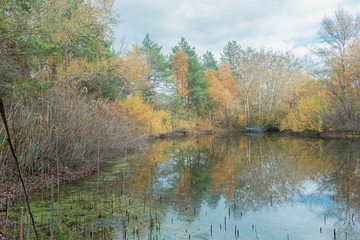Fototapeta na wymiar Autumn lake in the forest.