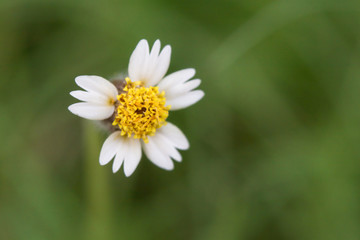 Coatbuttons, Mexican daisy, Tridax procumbens, Asteraceae, Wild Daisy on blur background.