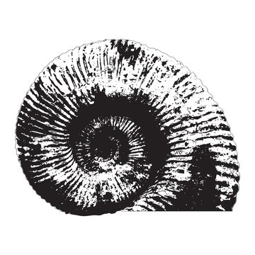 Ammonite shell silhouette. Vector illustration.