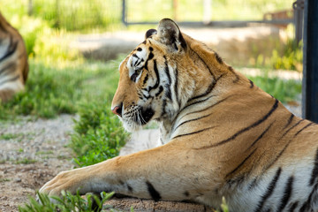 Tiger on the grass, close-up