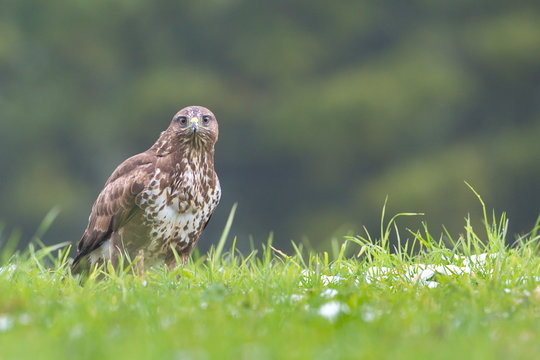 Common Buzard (Buteo buteo) in the field.