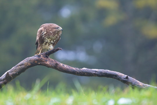 Common Buzard (Buteo buteo) in the field.