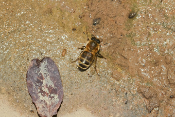 Honigbienen trinken Wasser für den Bienenstock, Apis mellifera