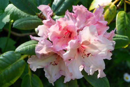 Pink rhododendron flowers in a garden during spring
