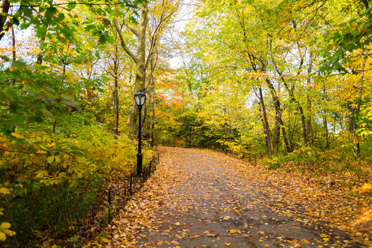 Central park in Fall with trees