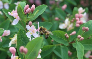 Bee on a flower