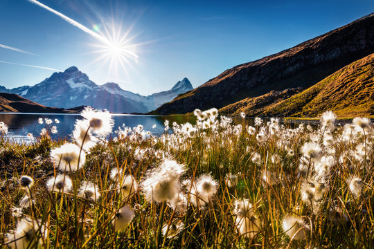 Wonderful morning scene of Bachalp lake / Bachalpsee with feather grass flowers. Stunning autunm scene of Swiss alps, Grindelwald, Bernese Oberland, Europe. Beauty of nature concept background. © Andrew Mayovskyy