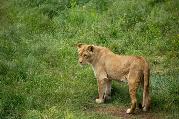 lioness on green grass