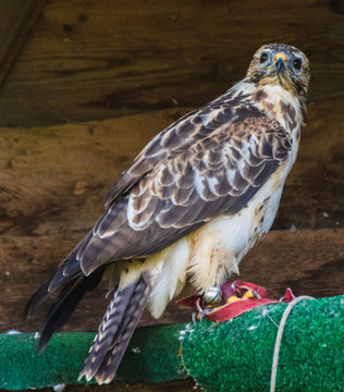 Gerfalke