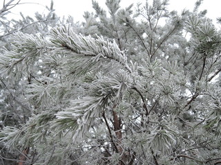 beautiful Pine branches covered with hoarfrost closeup