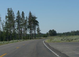 Fototapeta premium Winding road with a few tall trees at Yellowstone National Park, Wyoming.
