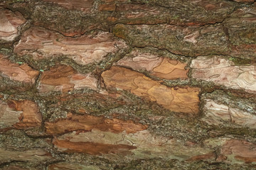 Rinde der Waldkiefer, Pinus sylvestris