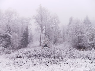 Obraz na płótnie Canvas Winter landscape with trees and snow