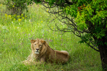 lion sitting on the grass