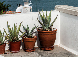 Plantas de aloe vera con fondo marino