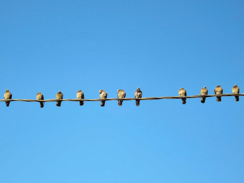 Many pigeons on an electric wires. Doves sitting on a power lines over sky.