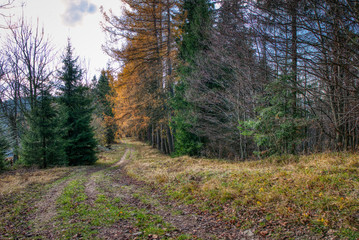 Gorgeous dirt road in the autumn colors of the forest