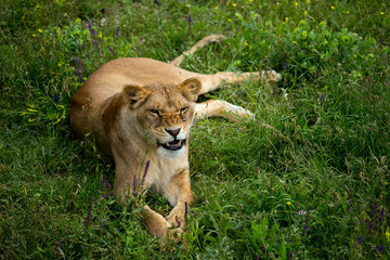 Obraz premium lioness on green grass